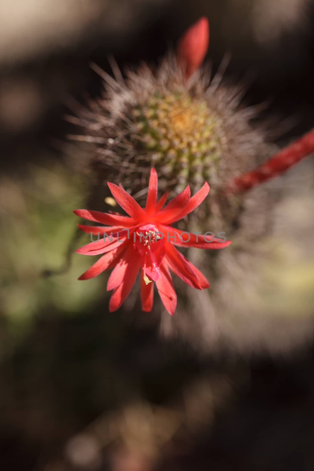 Tunilla erectociada red cactus flower blooms in a desert garden in Arizona, United States.