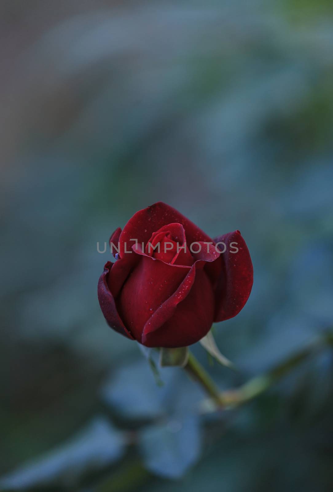 A single red rose at a wedding in the countryside of France on Valentine’s Day