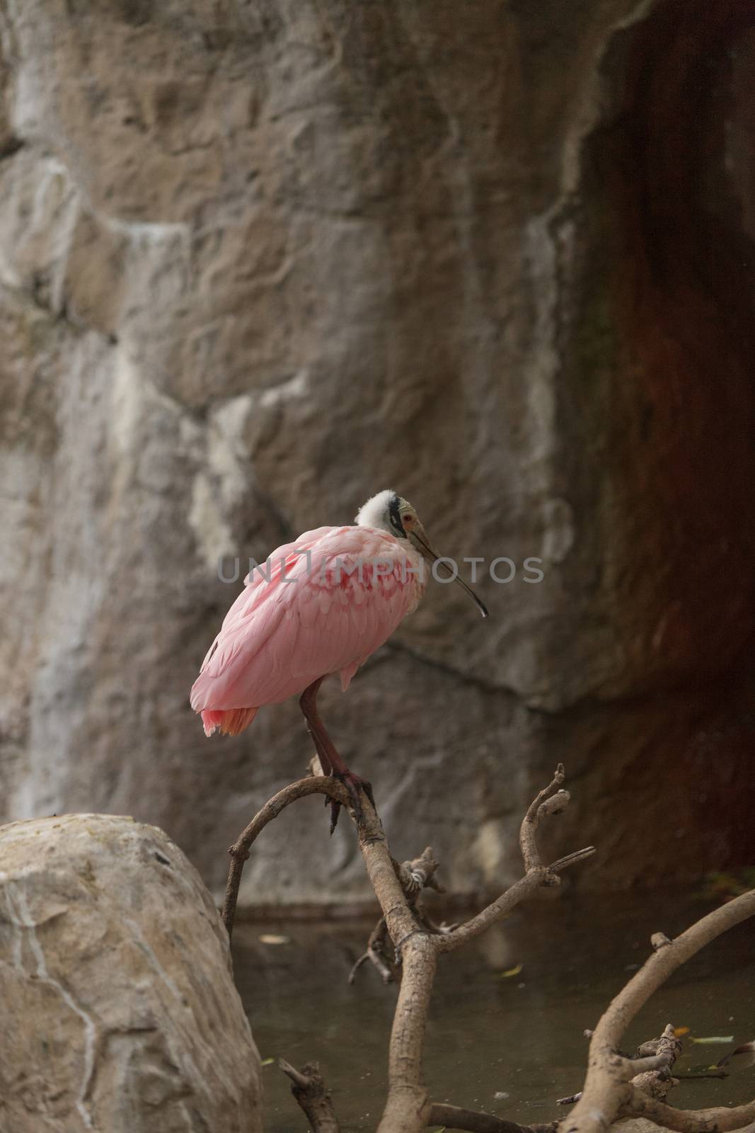 Roseate Spoonbill, Platalea ajaja, is a pink bird with a flat bill found in central Argentina and Chile