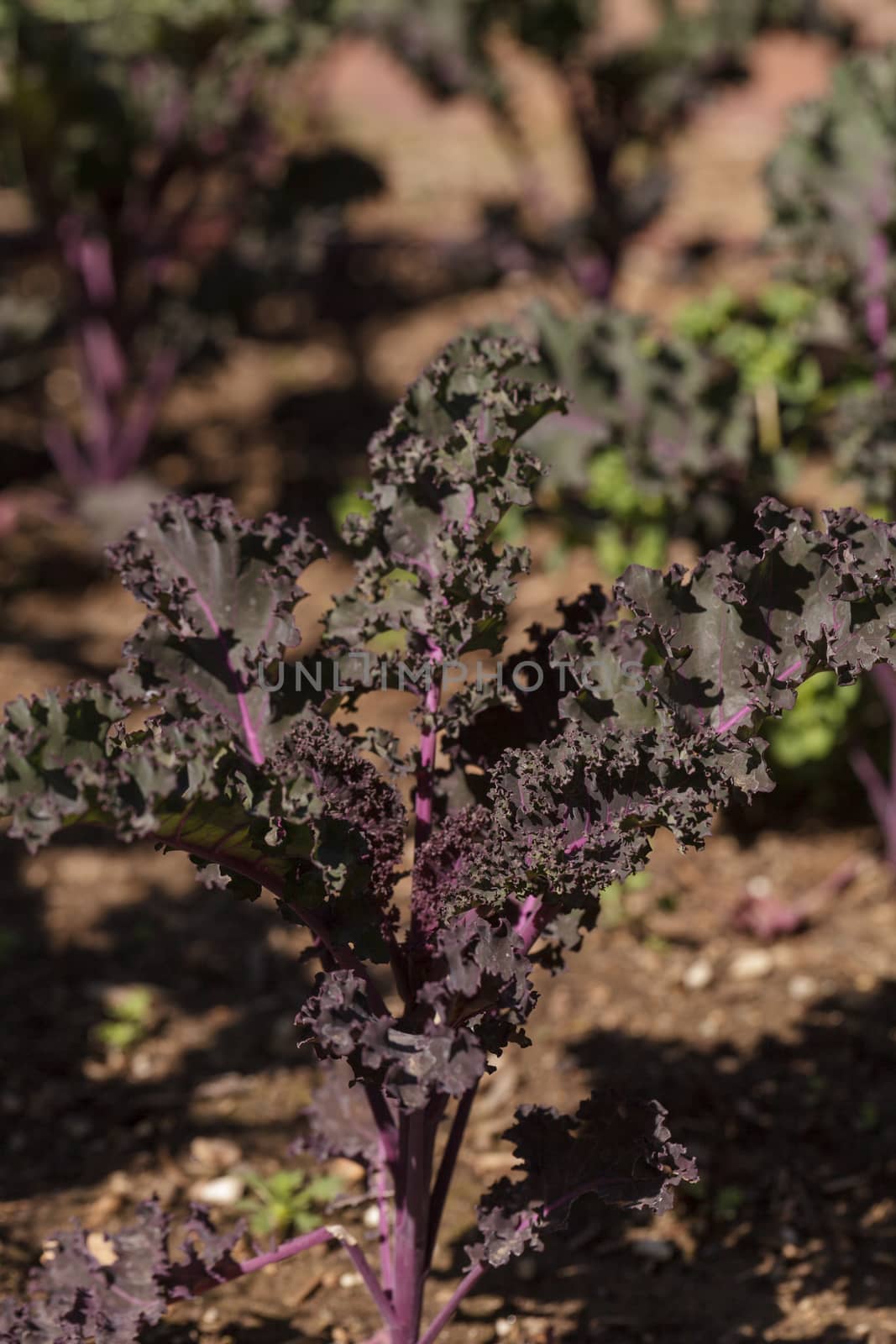 Scarlet Kale, Brassica oleracea, grows in an organic garden on a farm in Los Angeles, California, United States.