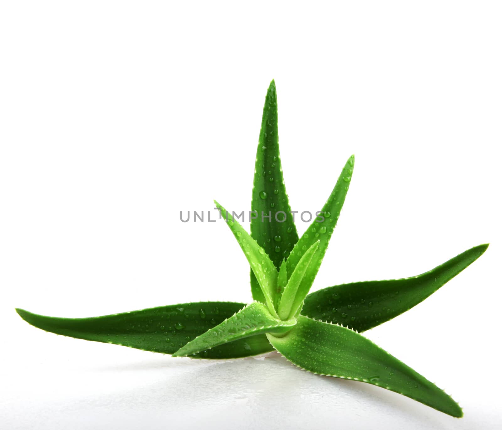 Aloe vera plant isolated on white.