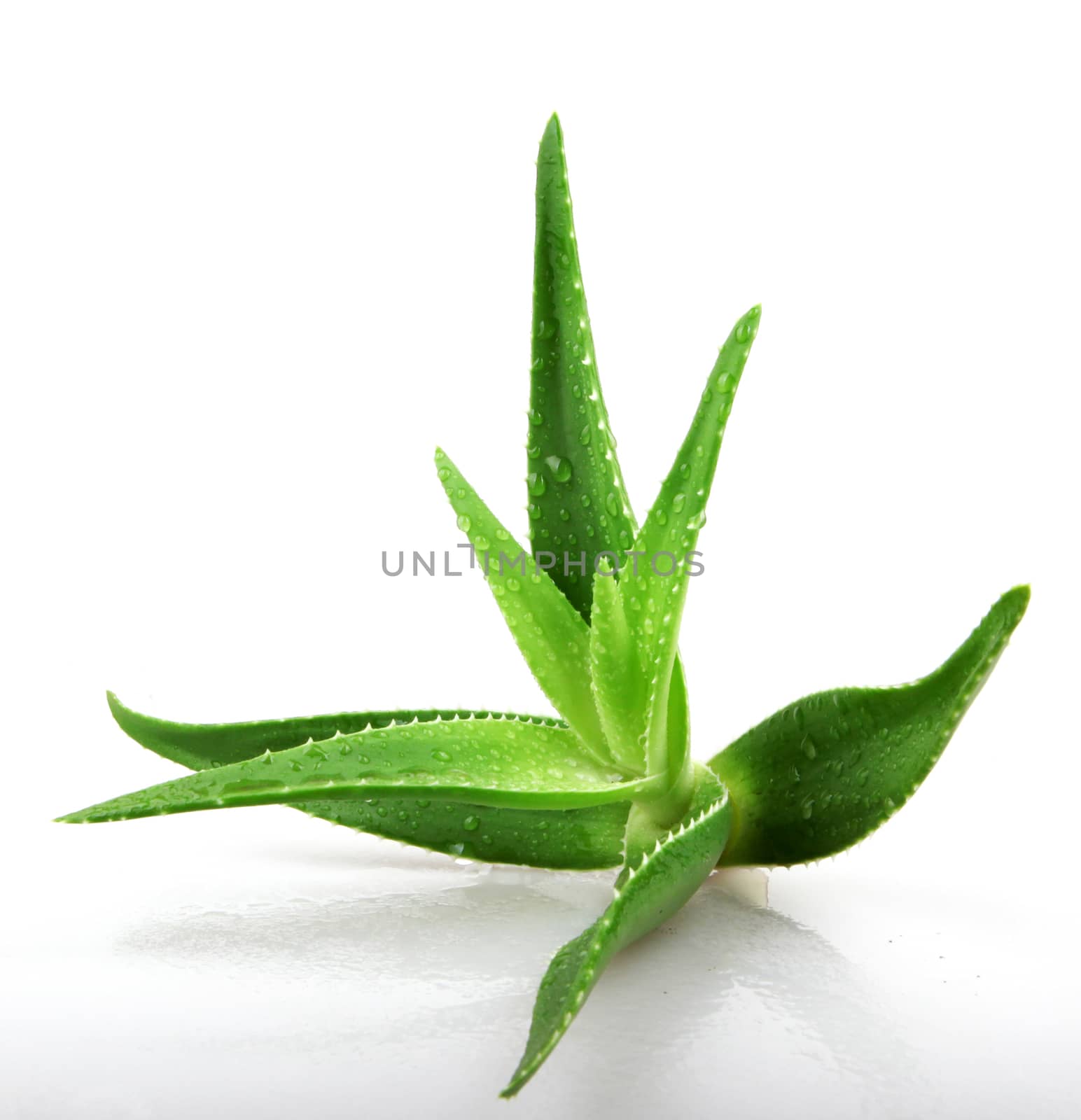 Aloe vera plant isolated on white.