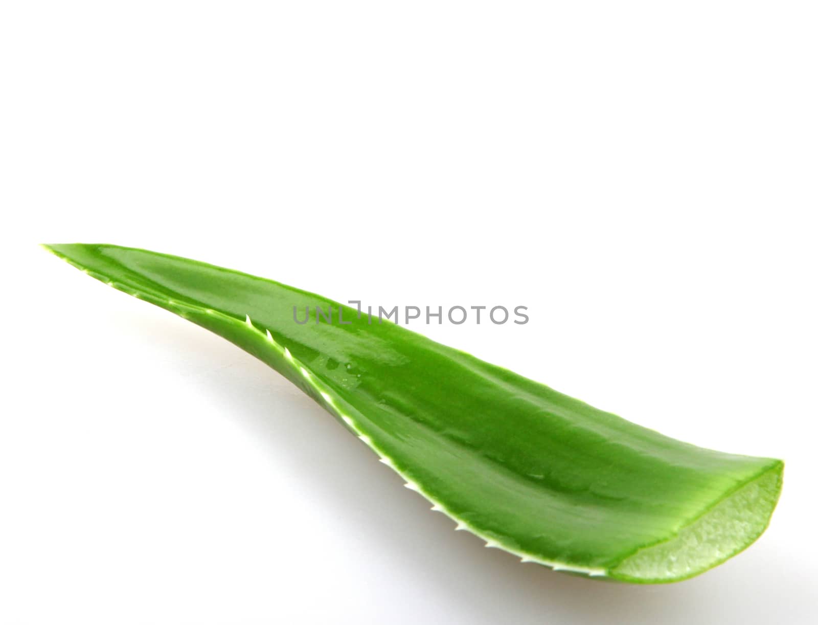 Aloe vera plant isolated on white by nenov