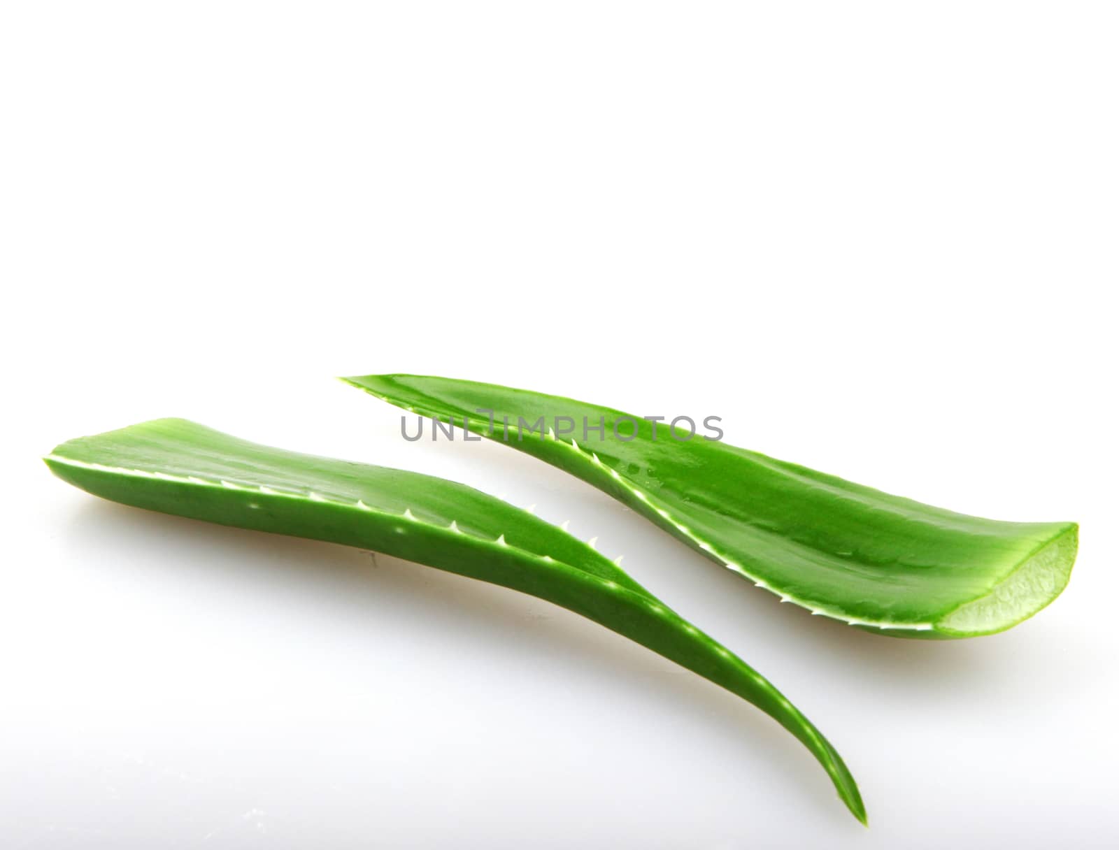 Aloe vera plant isolated on white.