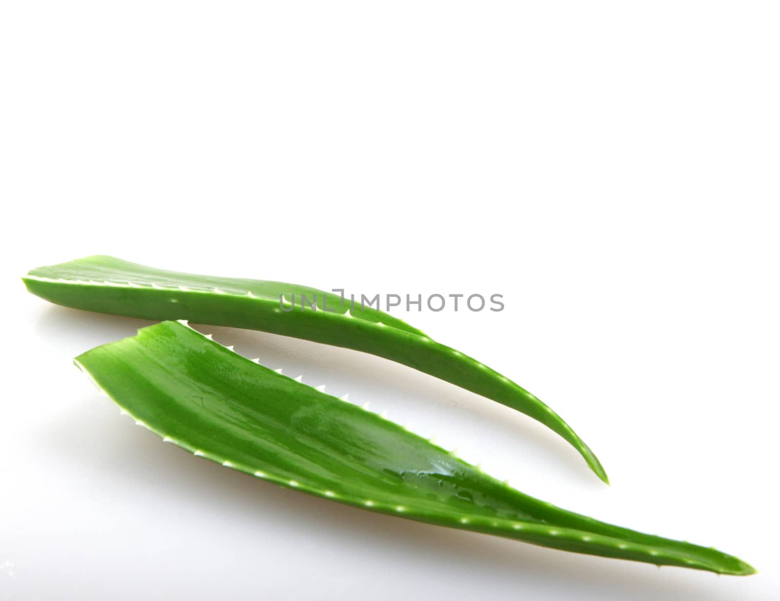 Aloe vera plant isolated on white.