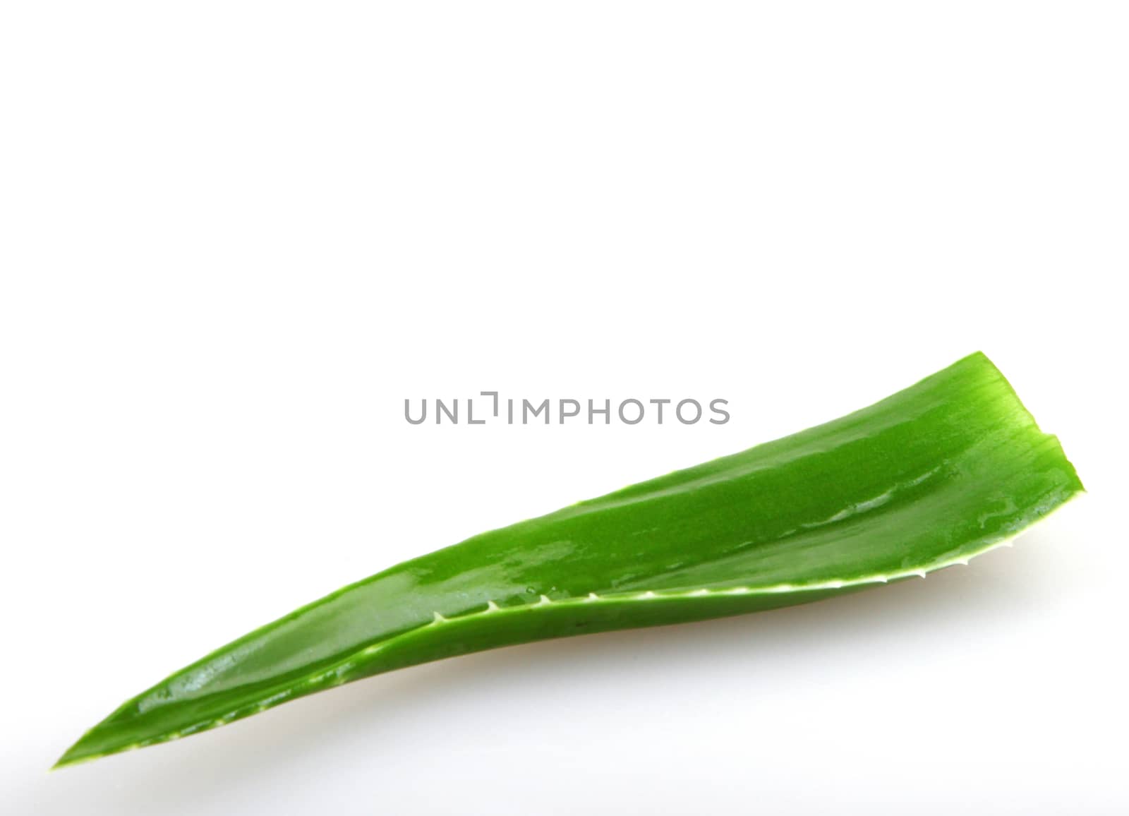 Aloe vera plant isolated on white.