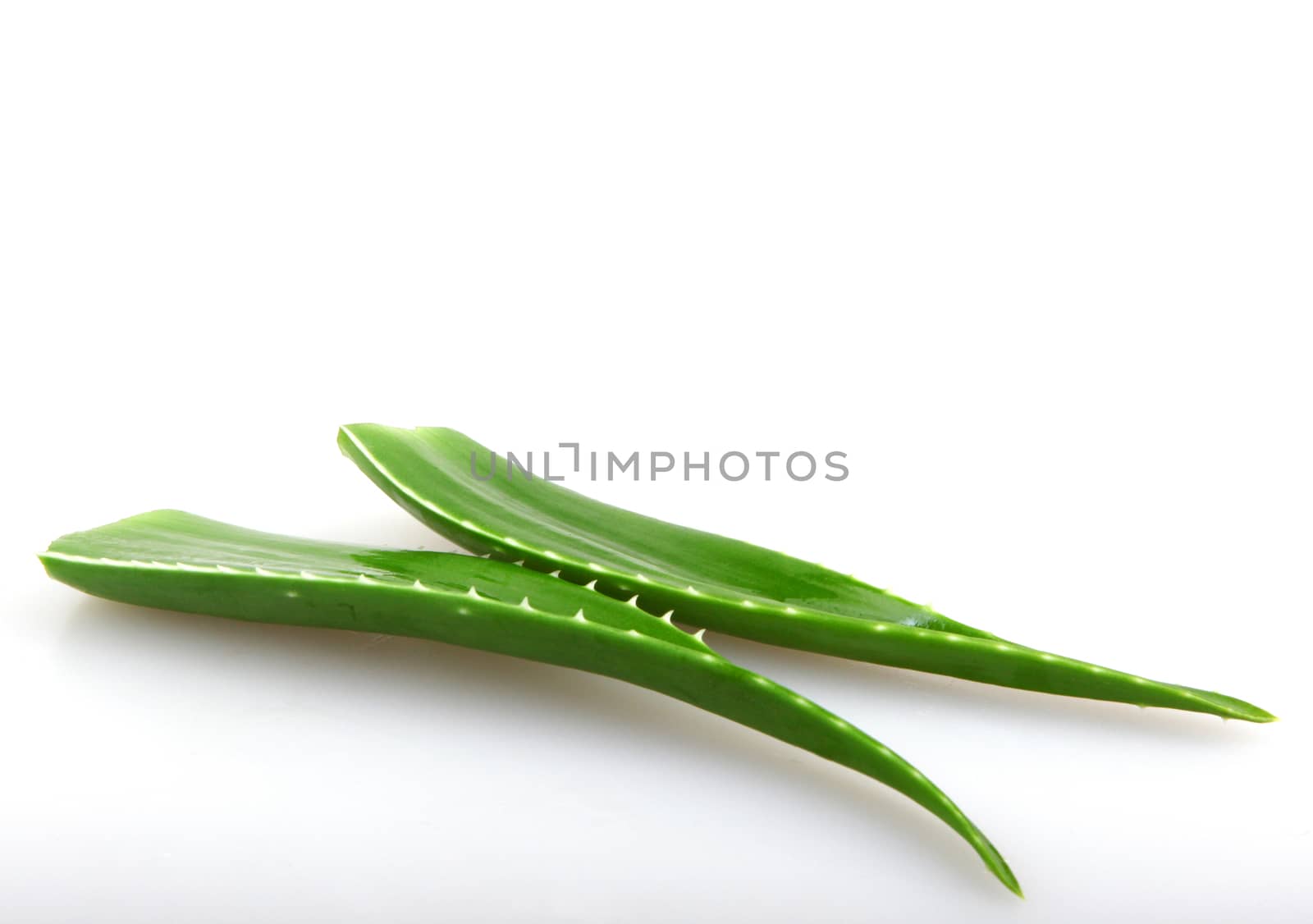 Aloe vera plant isolated on white by nenov