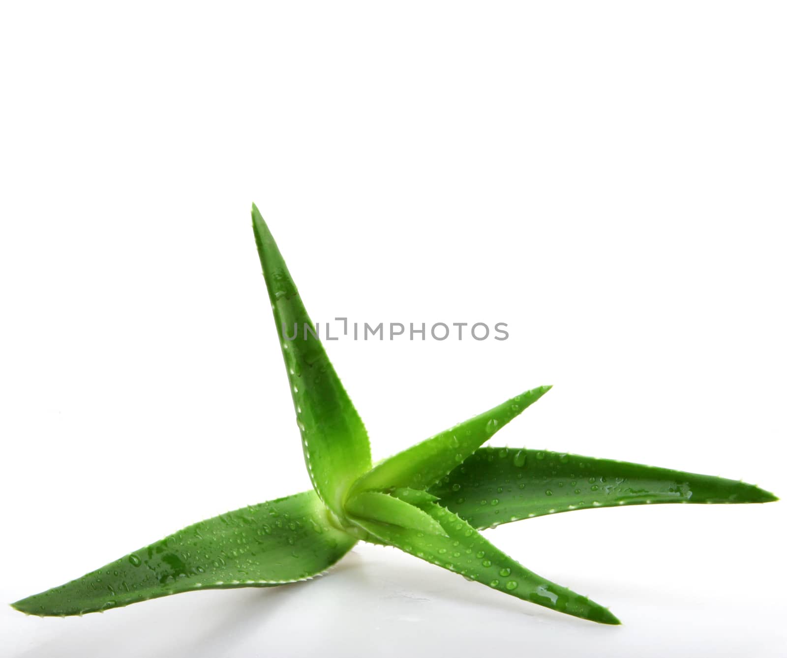 Aloe vera plant isolated on white by nenov
