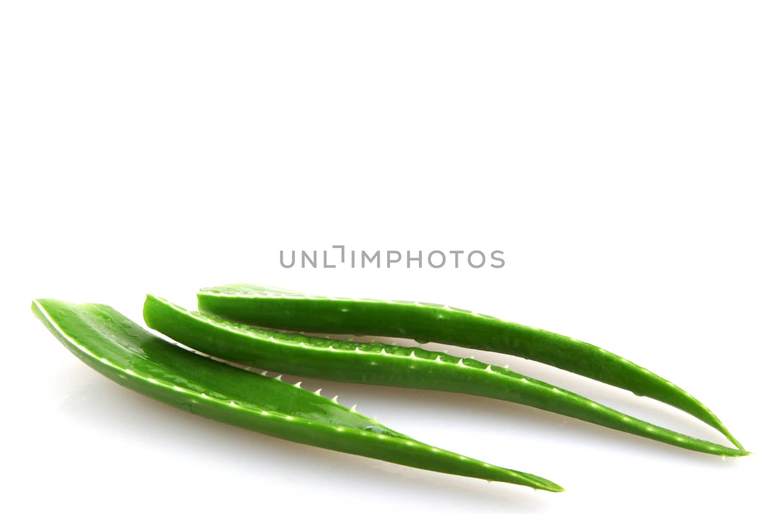 Aloe vera plant isolated on white.