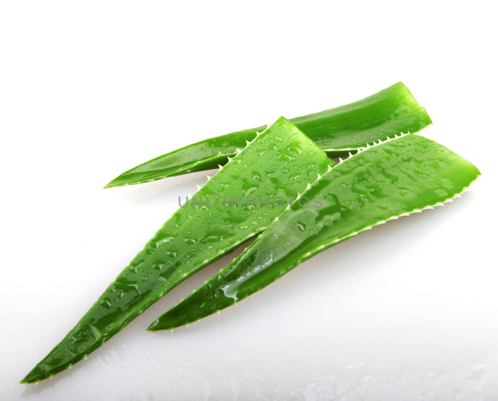 Aloe vera plant isolated on white.