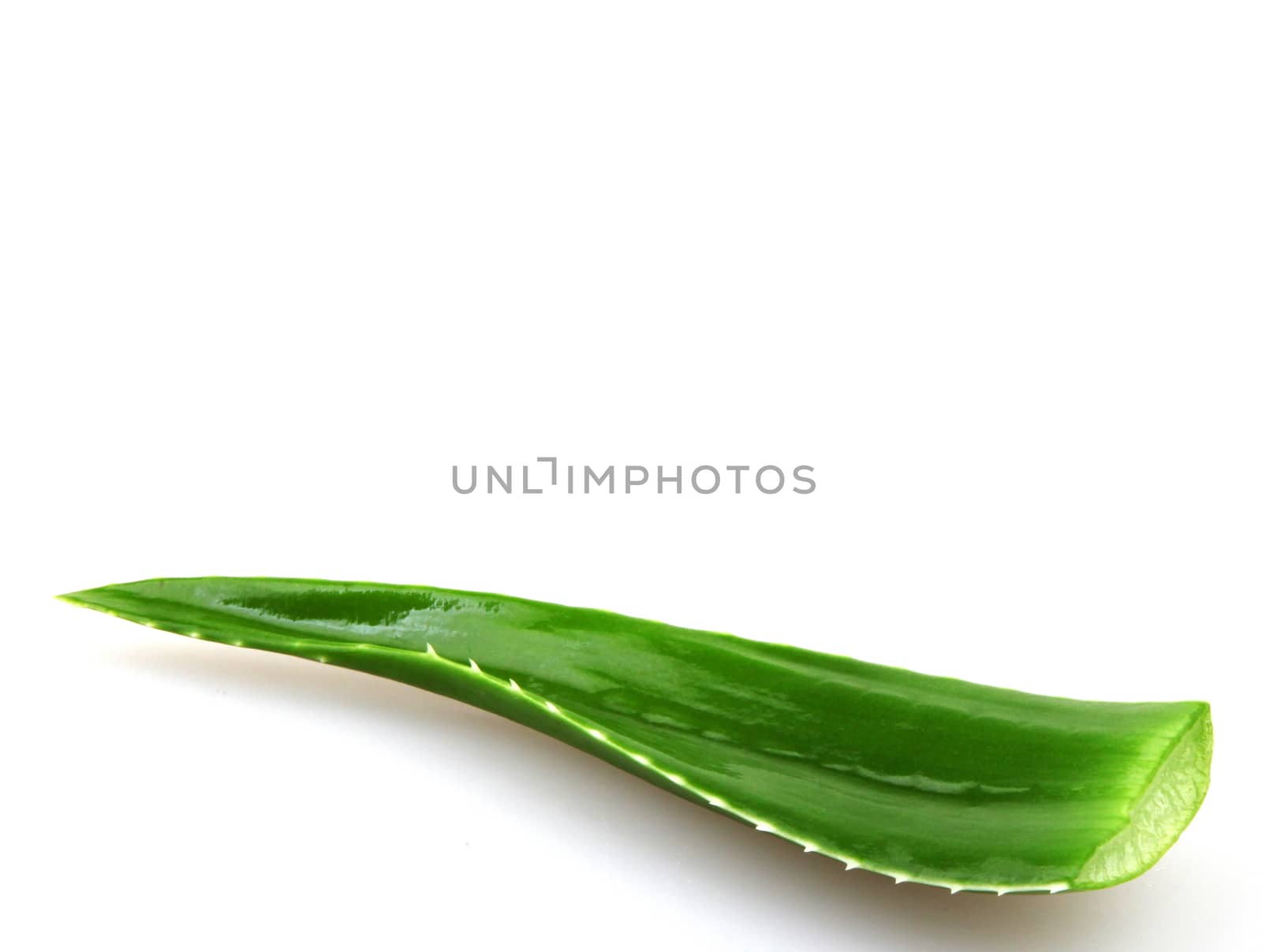 Aloe vera plant isolated on white.