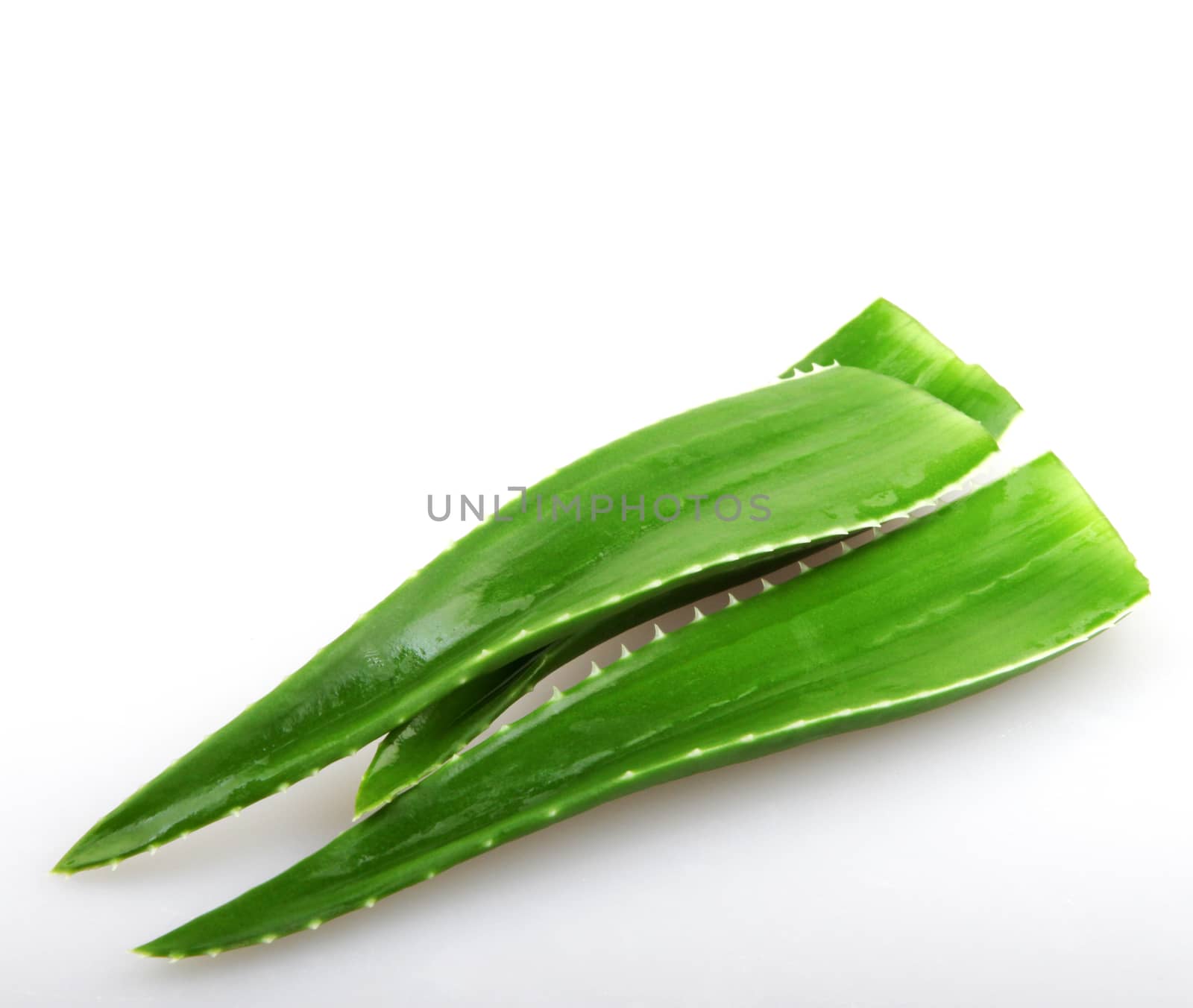 Aloe vera plant isolated on white.