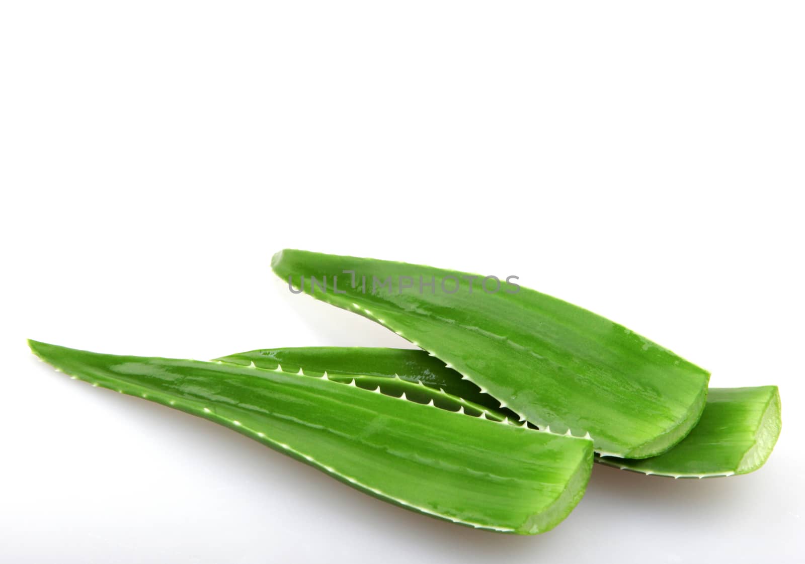 Aloe vera plant isolated on white by nenov