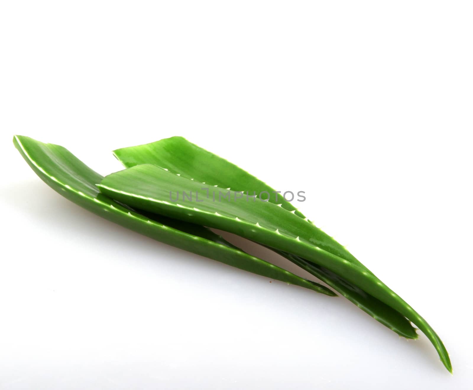 Aloe vera plant isolated on white.