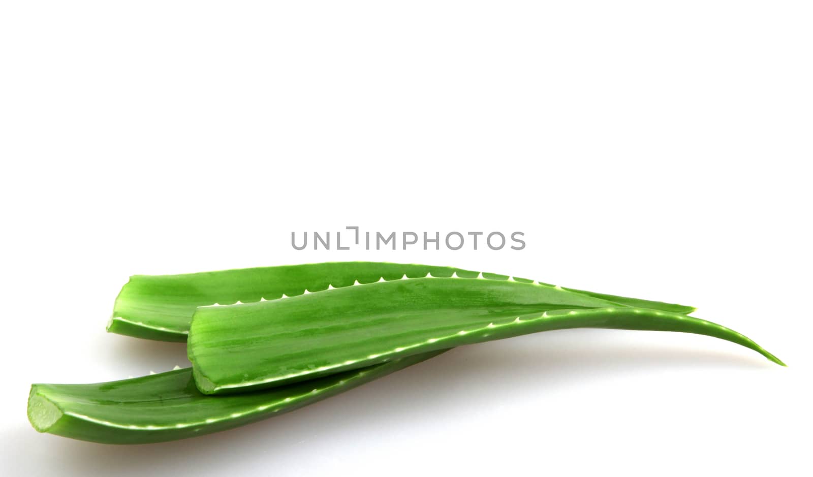 Aloe vera plant isolated on white by nenov