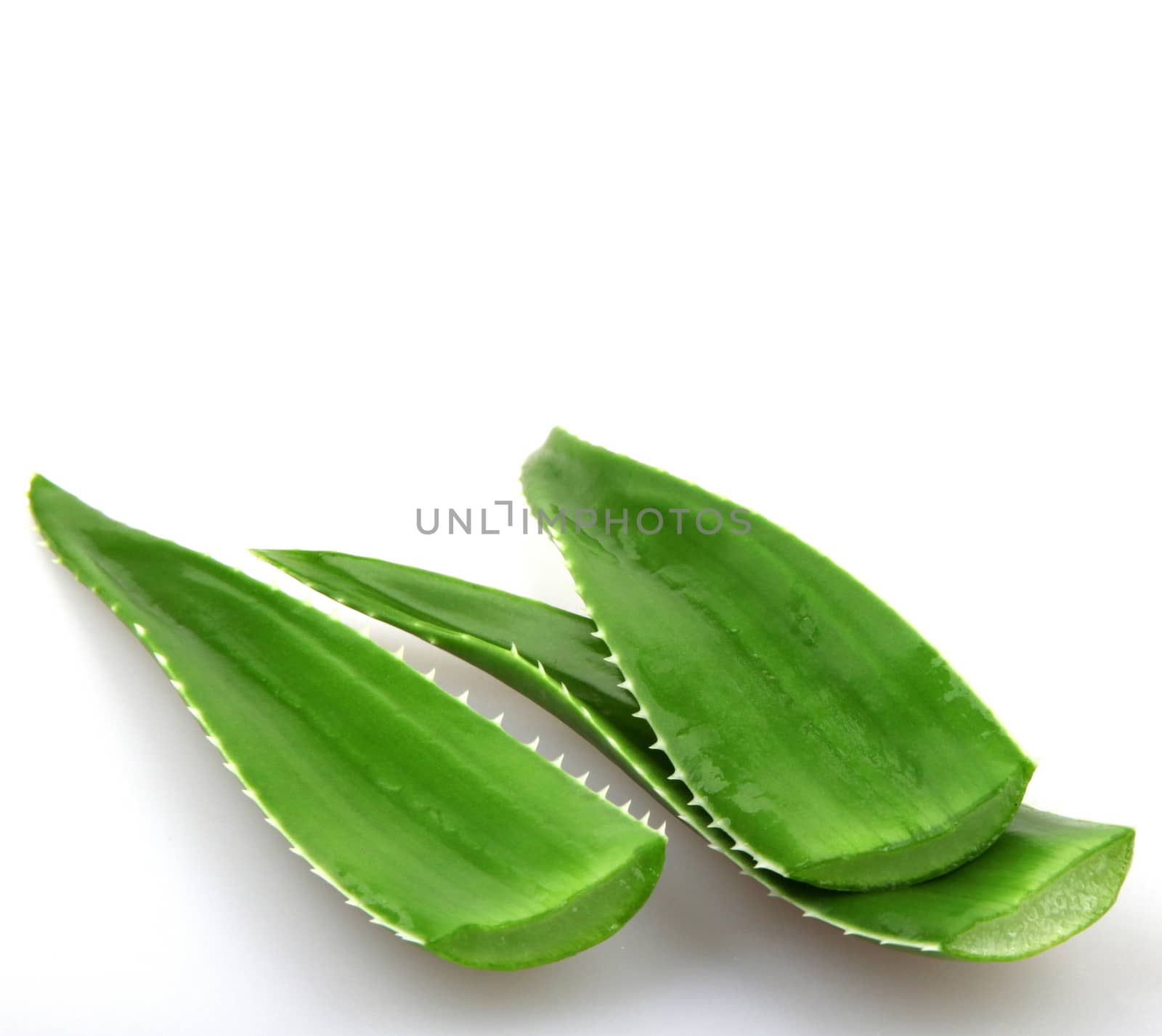 Aloe vera plant isolated on white.