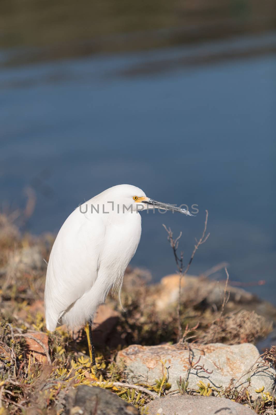 Snowy Egret, Egretta thula, bird forages in a marsh in Huntington Beach, Southern California, United States