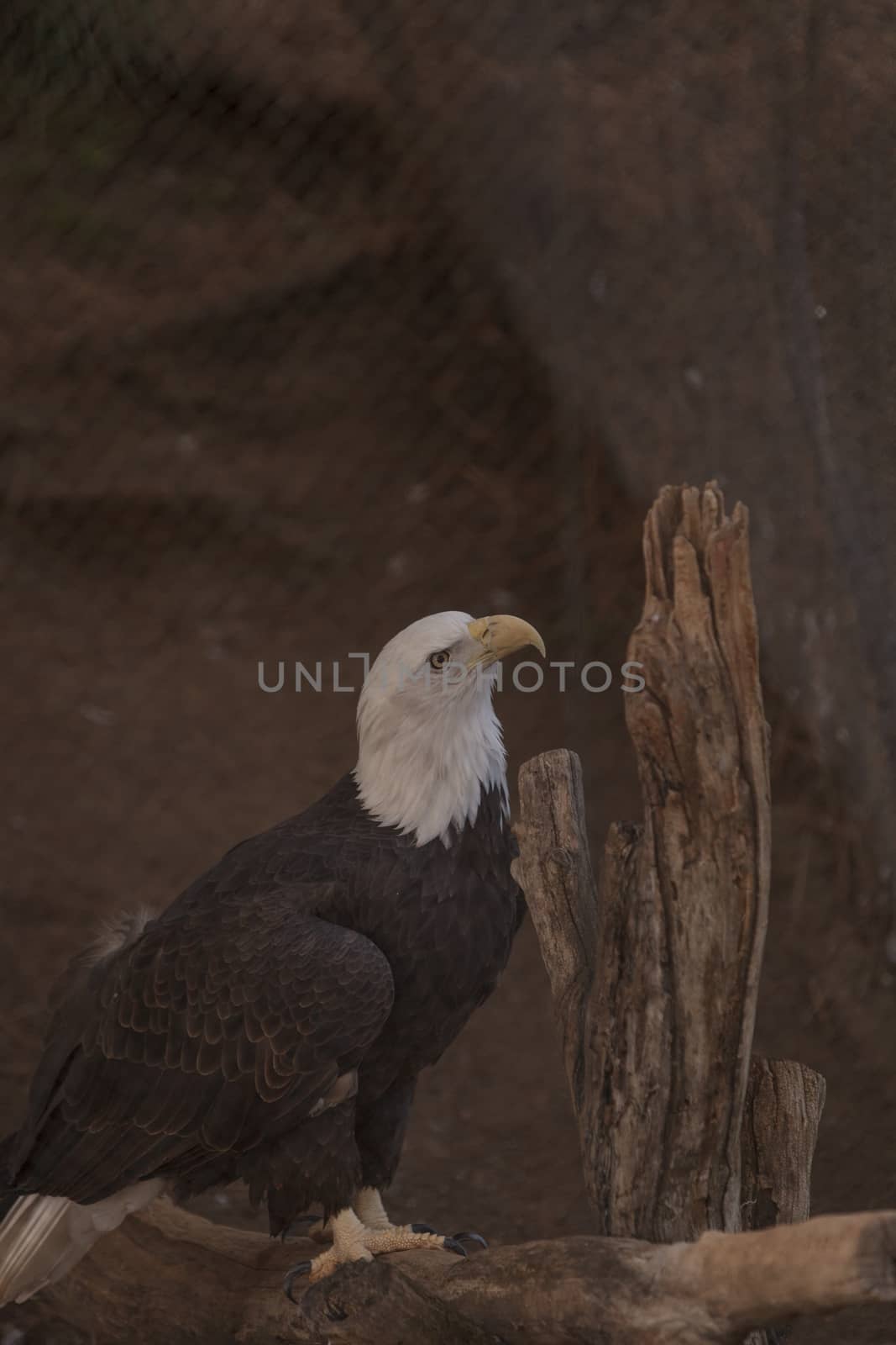 Southern Bald Eagle, Haliaeetus leucocephalus leucocephalus, can be seen along the waterways of the southern United States