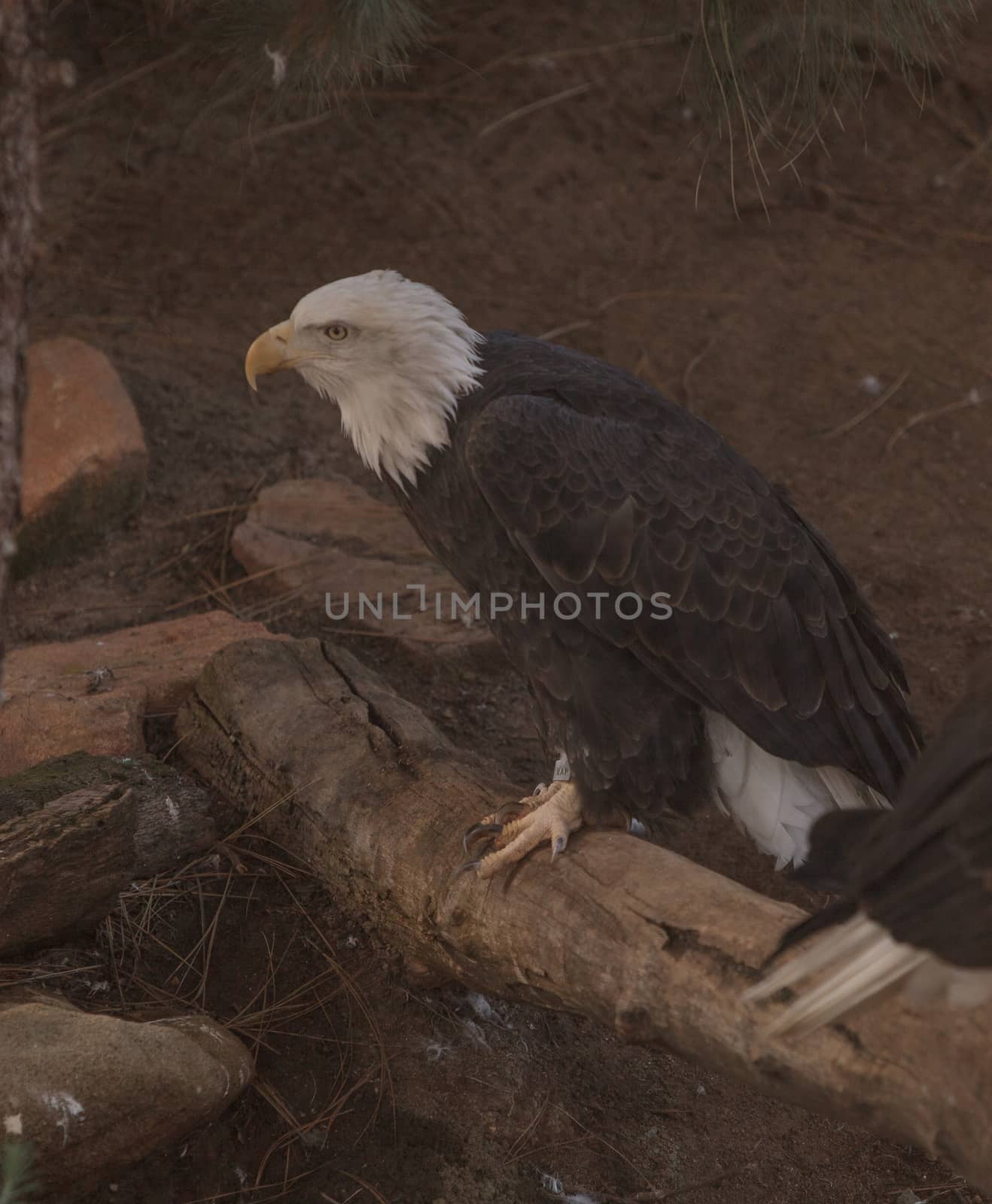 Southern Bald Eagle, Haliaeetus leucocephalus leucocephalus, can be seen along the waterways of the southern United States