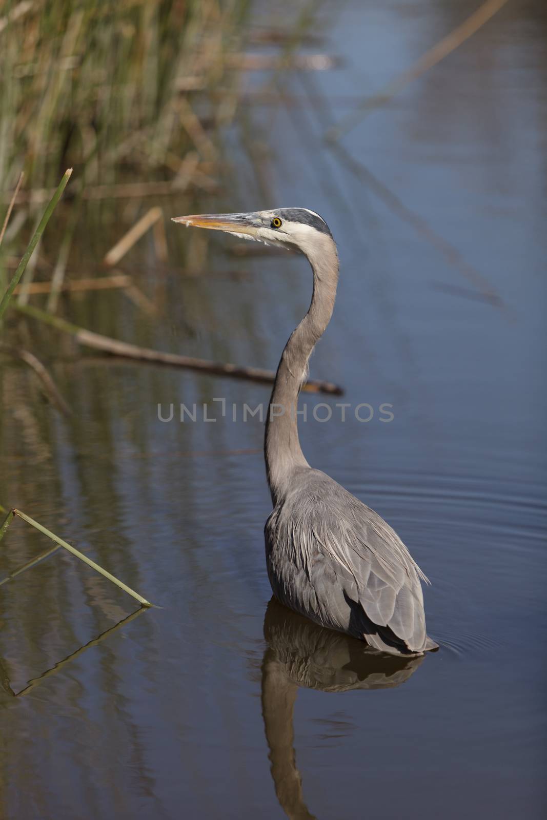 Great blue heron bird, Ardea herodias, in the wild, foraging in a lake in Huntington Beach, California, United States