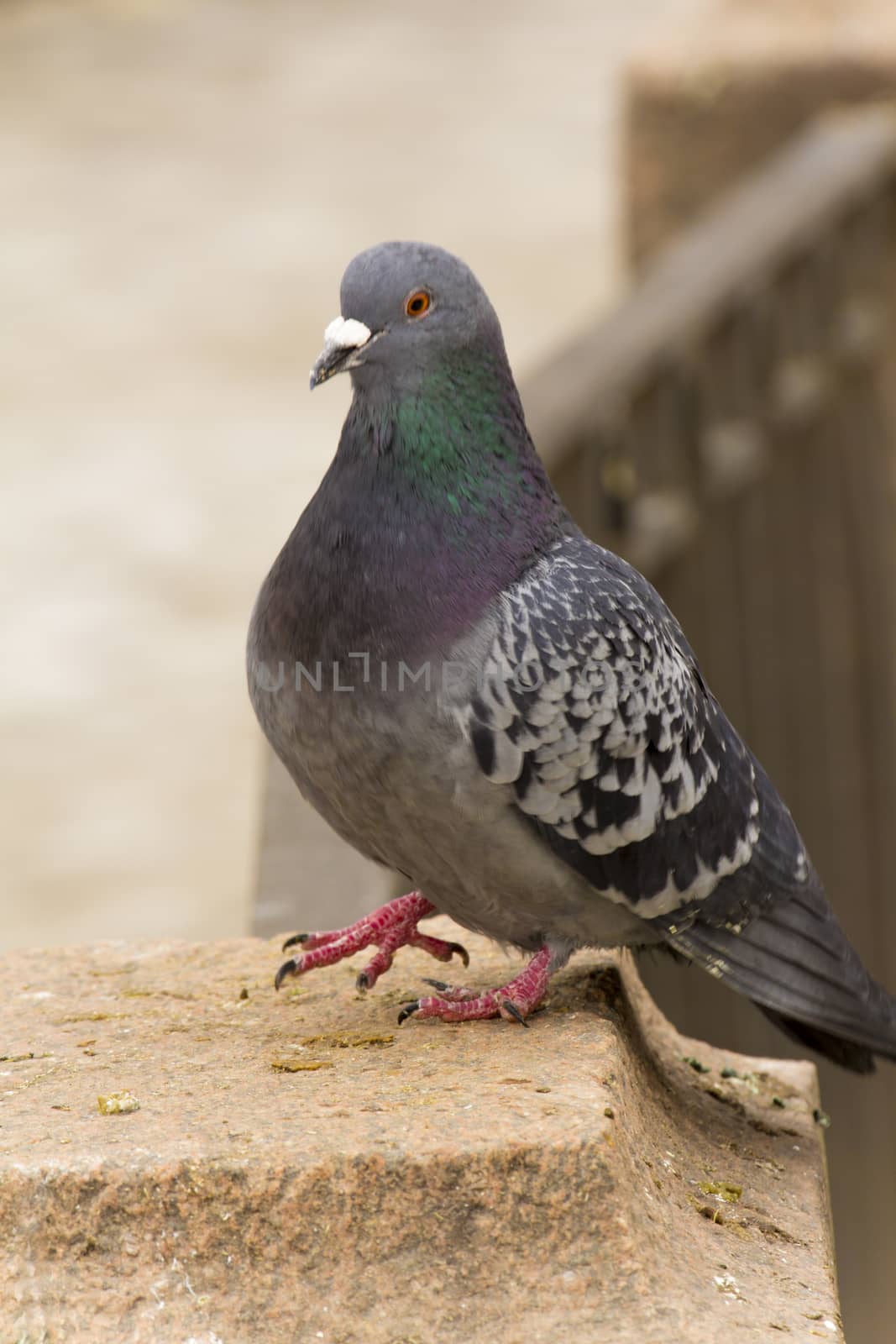 Rock Dove stands on one leg