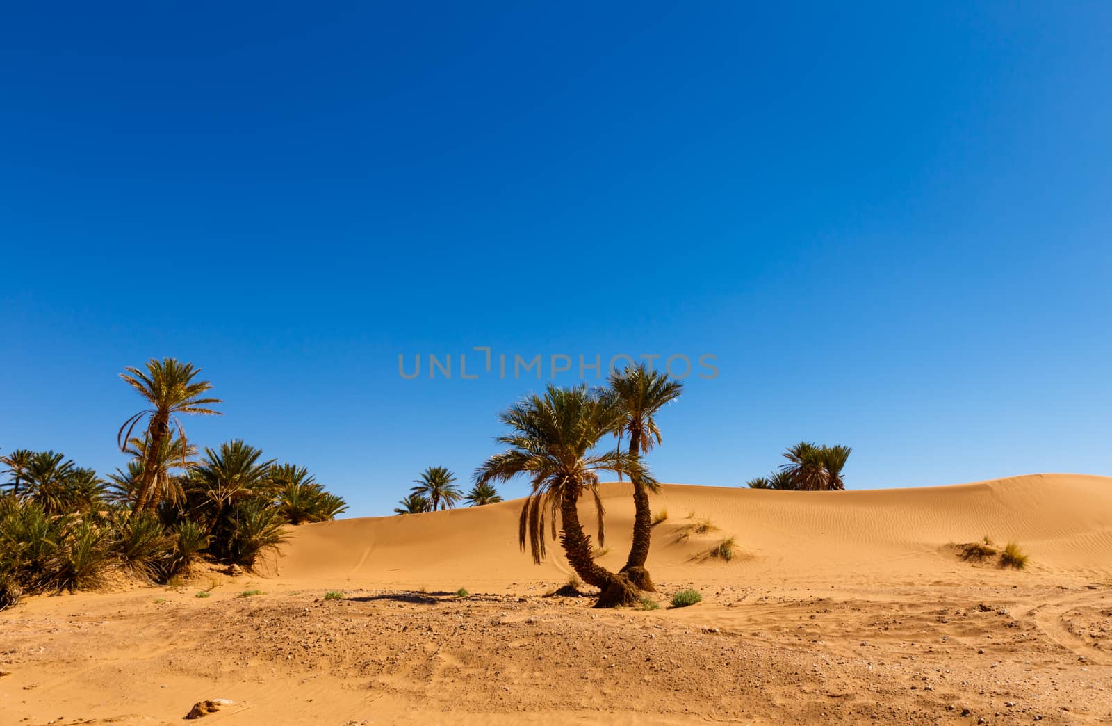 palm in the  desert oasis morocco sahara, africa dune