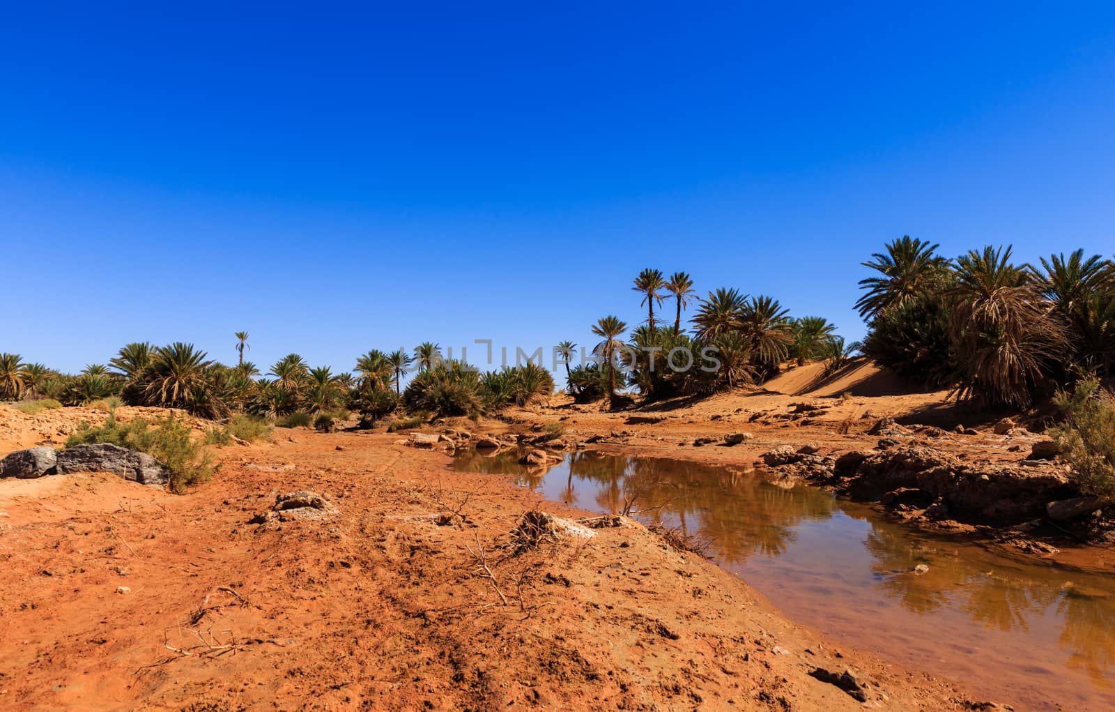 water in the oasis, Sahara desert by Mieszko9