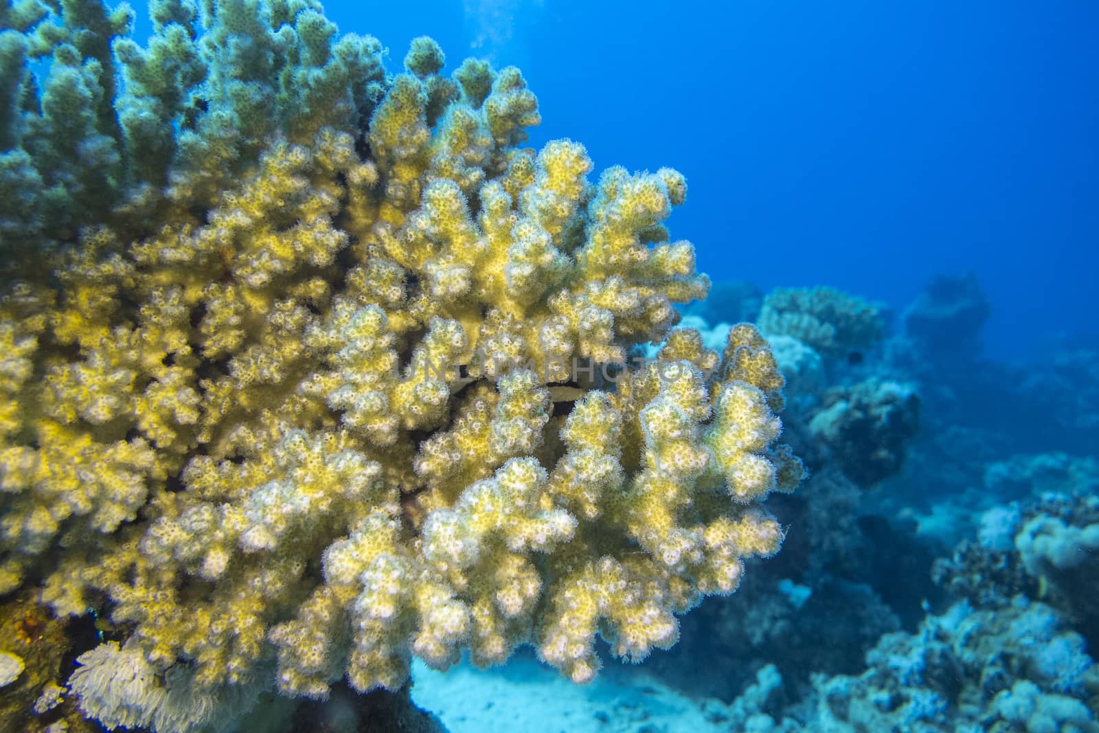 coral reef with great soft coral at the bottom of tropical sea, underwater