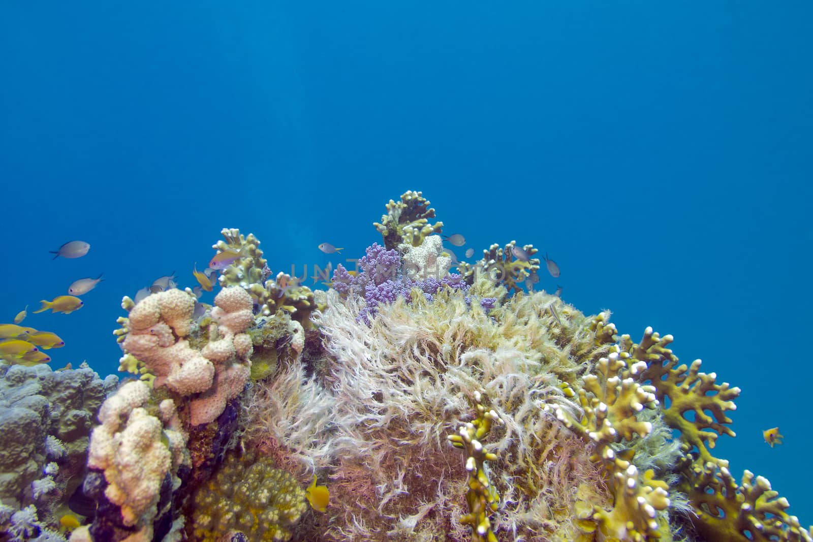 colorful coral reef on the bottom of tropical sea, underwater