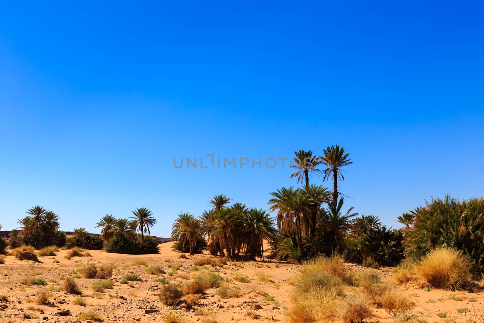 palm trees in the  desert  by Mieszko9
