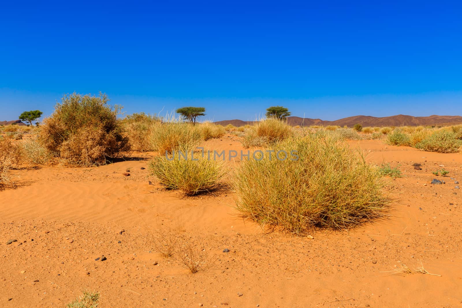 green plants in the Sahara desert, Morocco