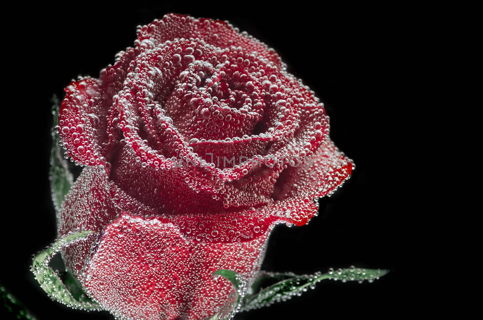 Red rose, coated air bubbles on a black background. Place for text.