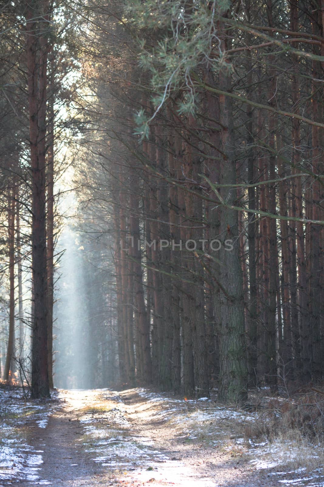 sunlight in the green forest, nature series