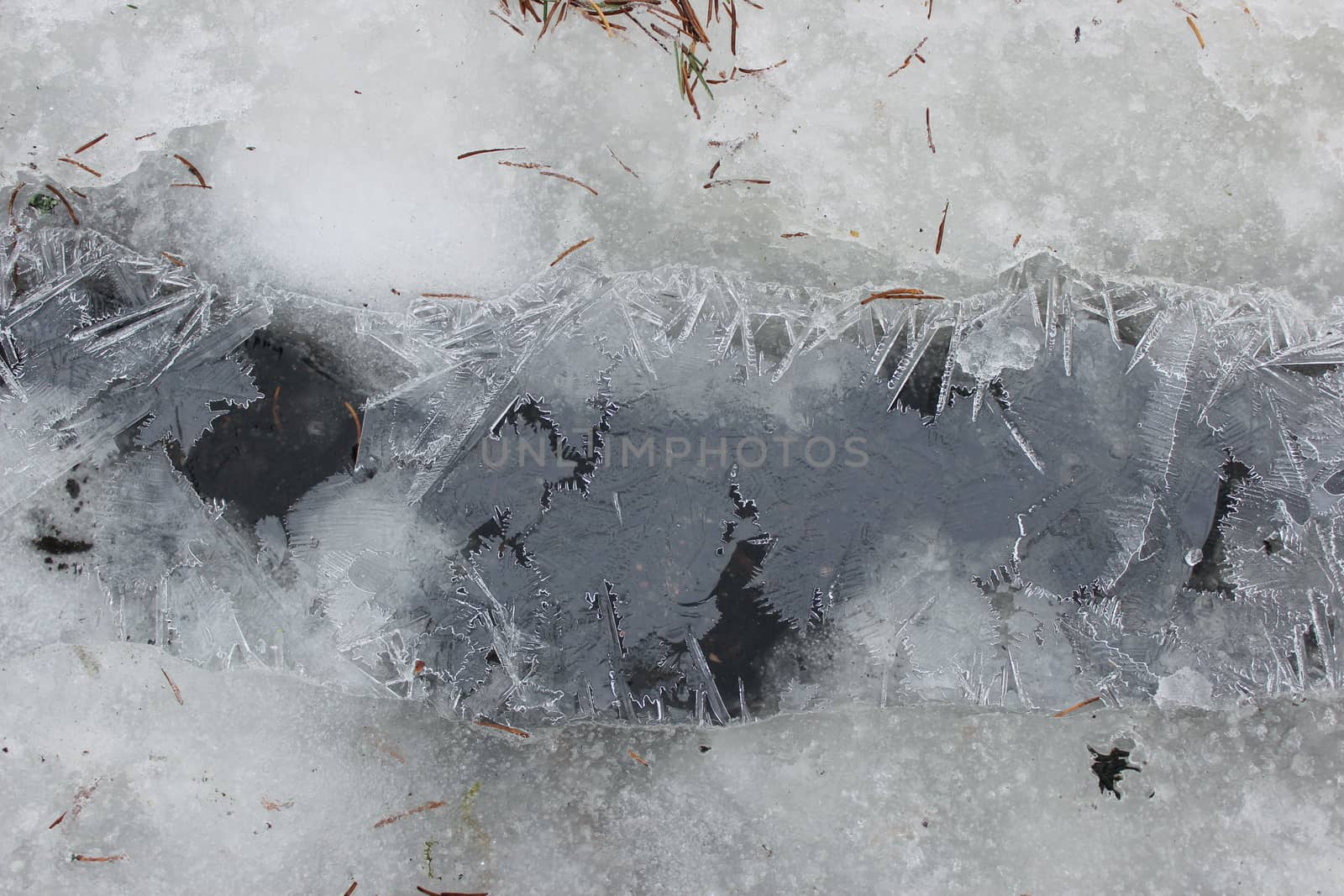 crystalline crust of ice is covering a puddle in the spring.