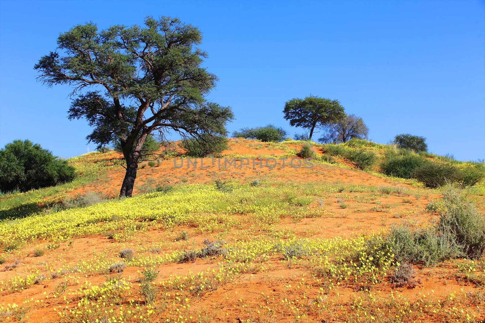 a beautiful landscape at kgalagadi transfrontier park 