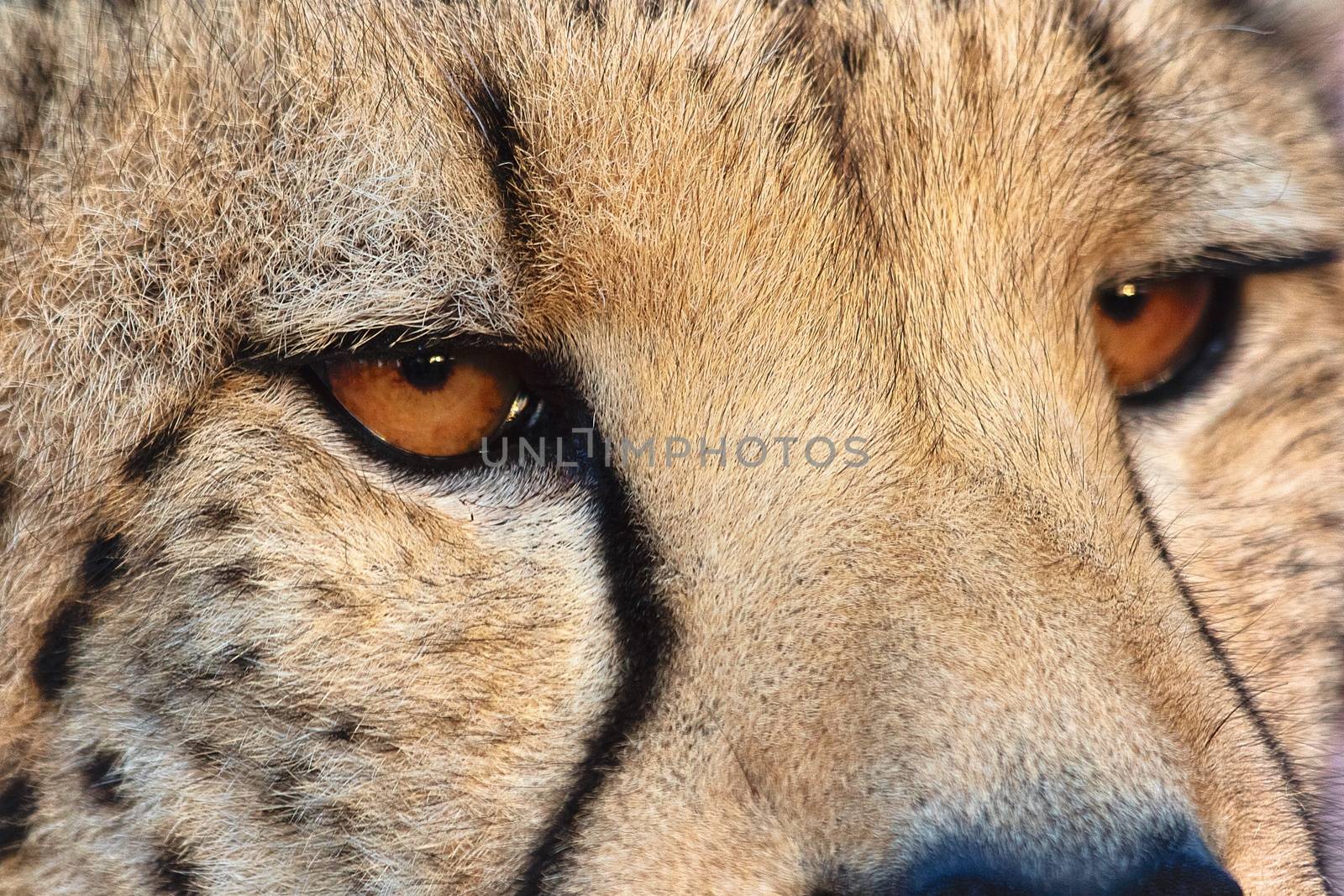 a cheetah at etosha national park namibia