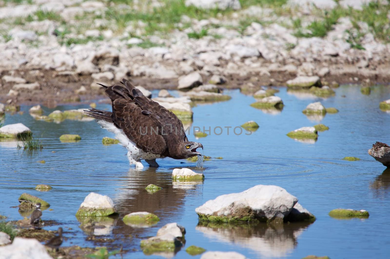 a martial eagle drinking water
