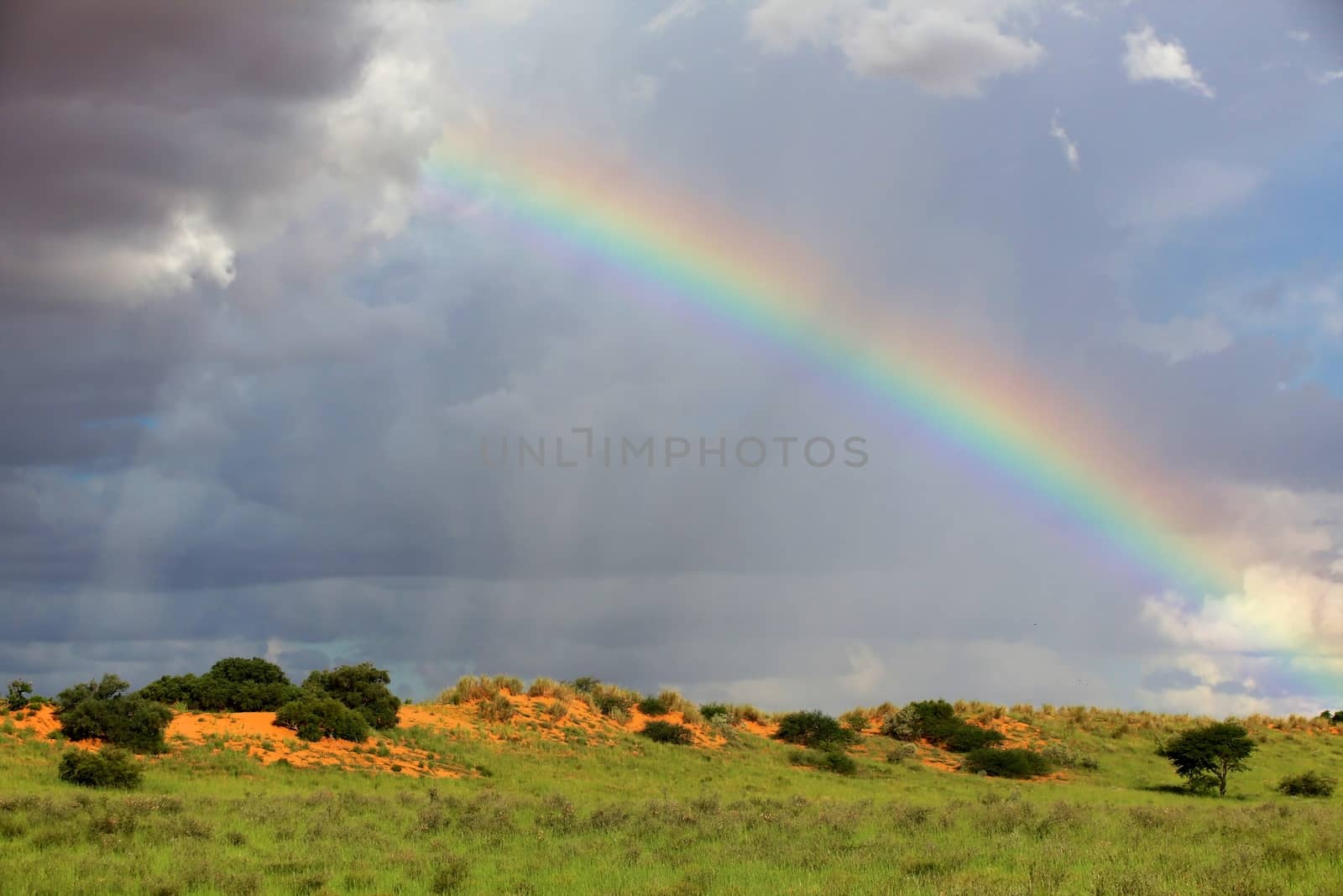 a rainbow at kgalagadi national park south africa