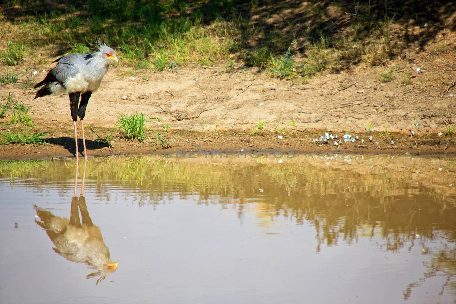 a secretary bird near a waterhole at kgalagadi transfrontier park south africa