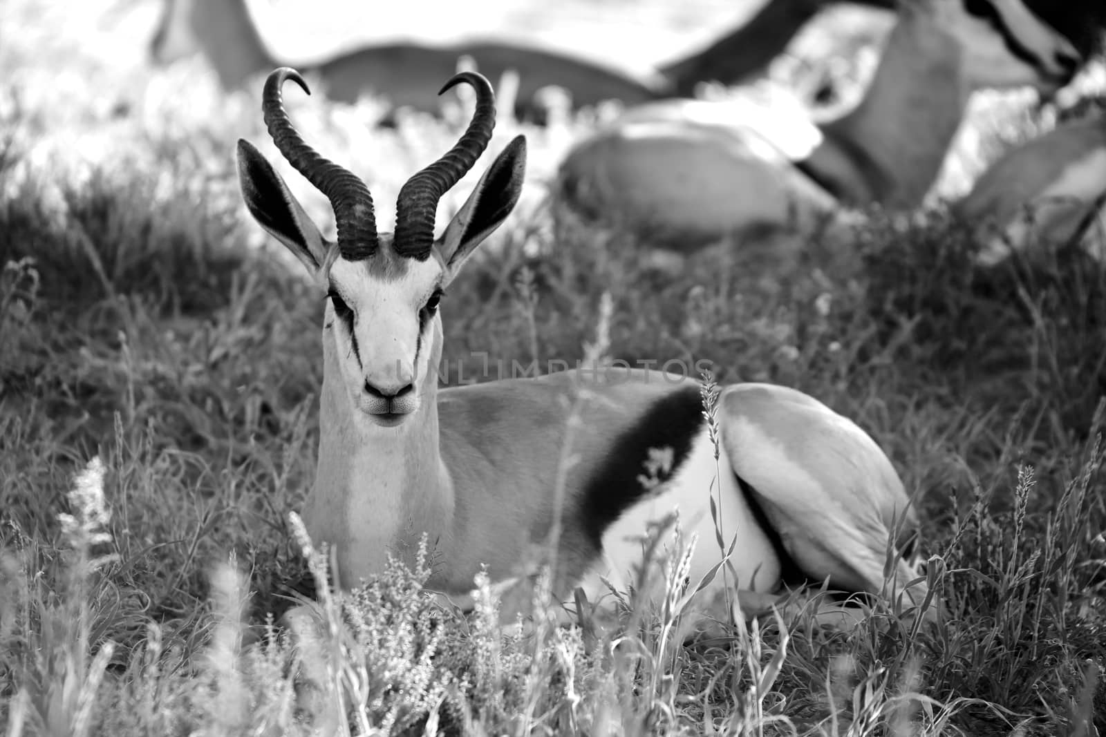 a springbok at kgalagadi transfrontier park south africa