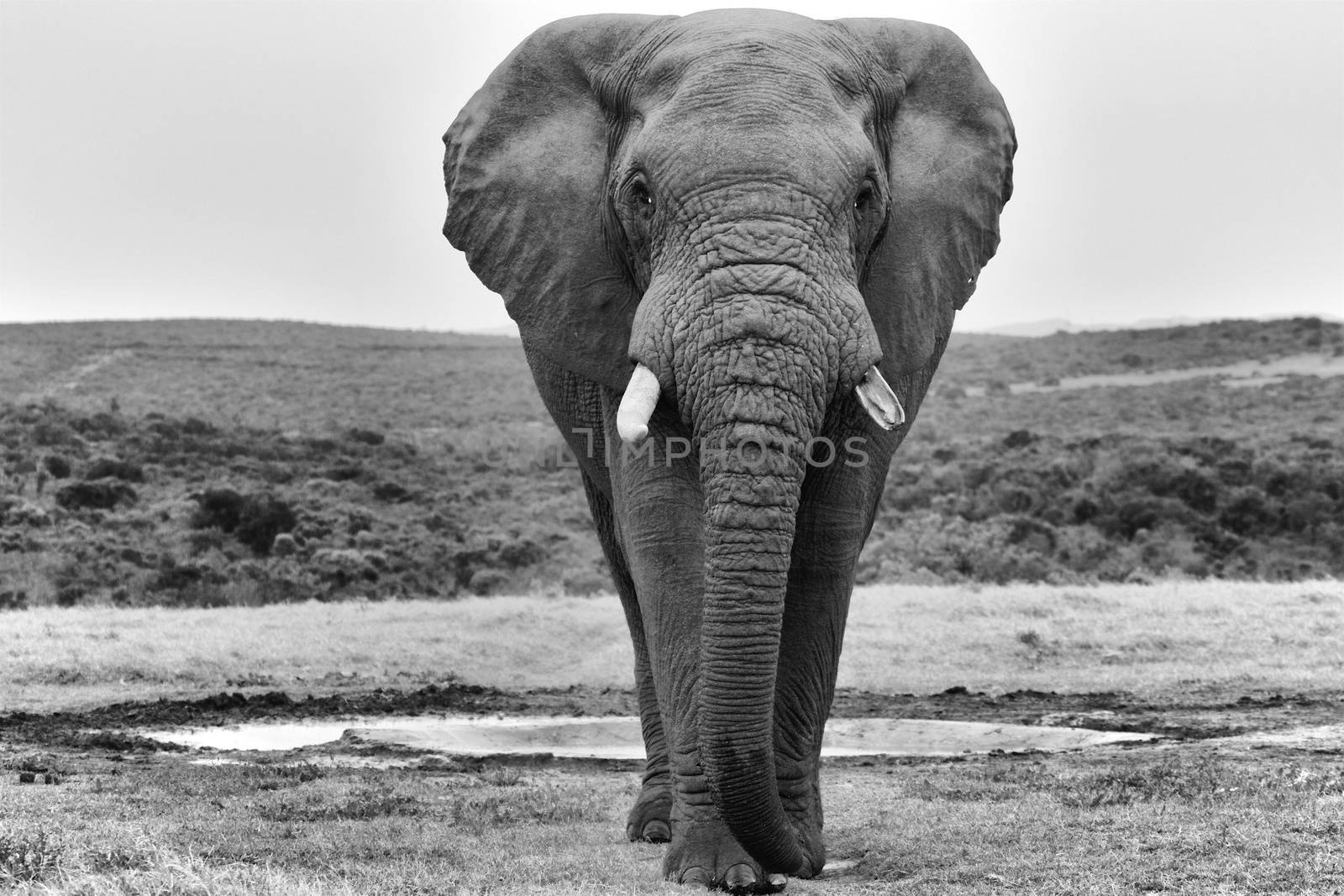an elephant at the addo elephant park south africa