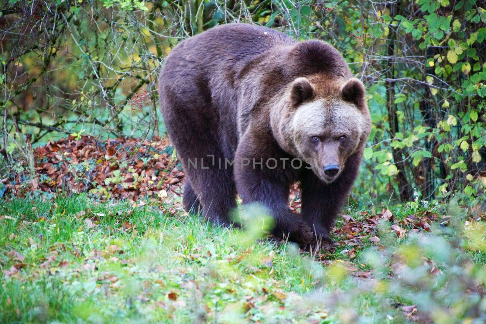 bear at the Bavarian Forest National Park germany