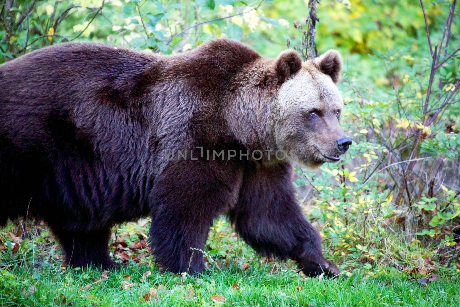 bear at the Bavarian Forest National Park germany