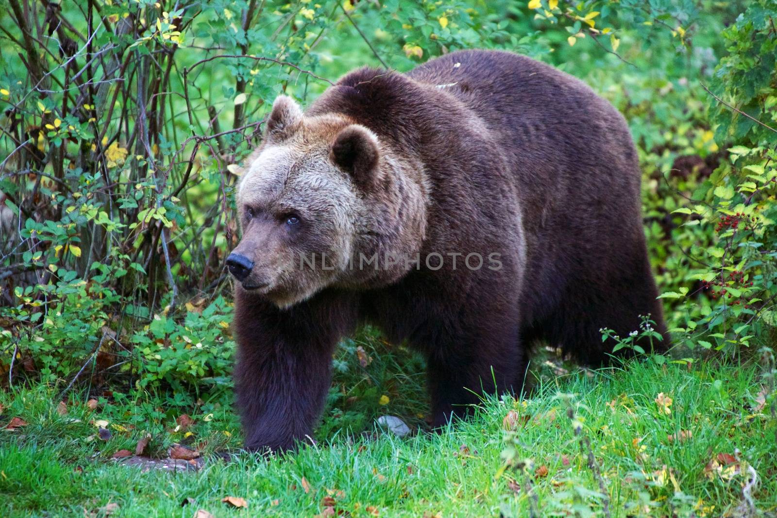 bear at the Bavarian Forest National Park germany