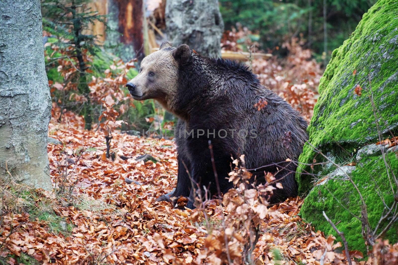 bear at the Bavarian Forest National Park germany