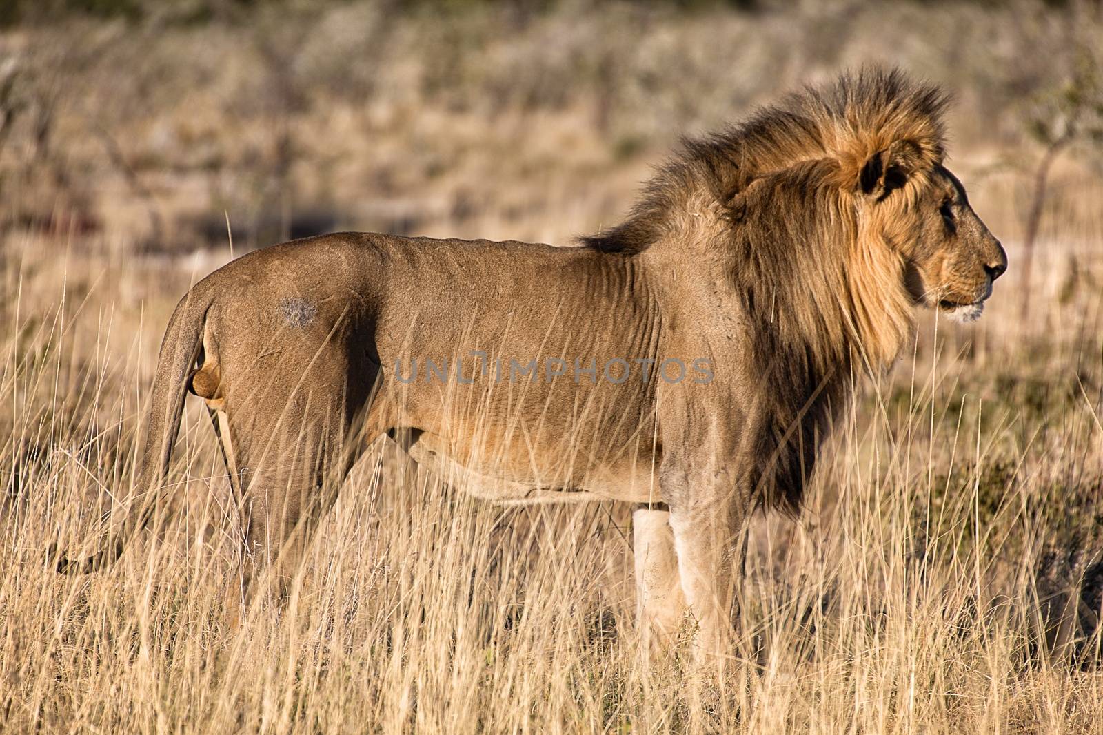 beautiful male lion at etosha national park namibia