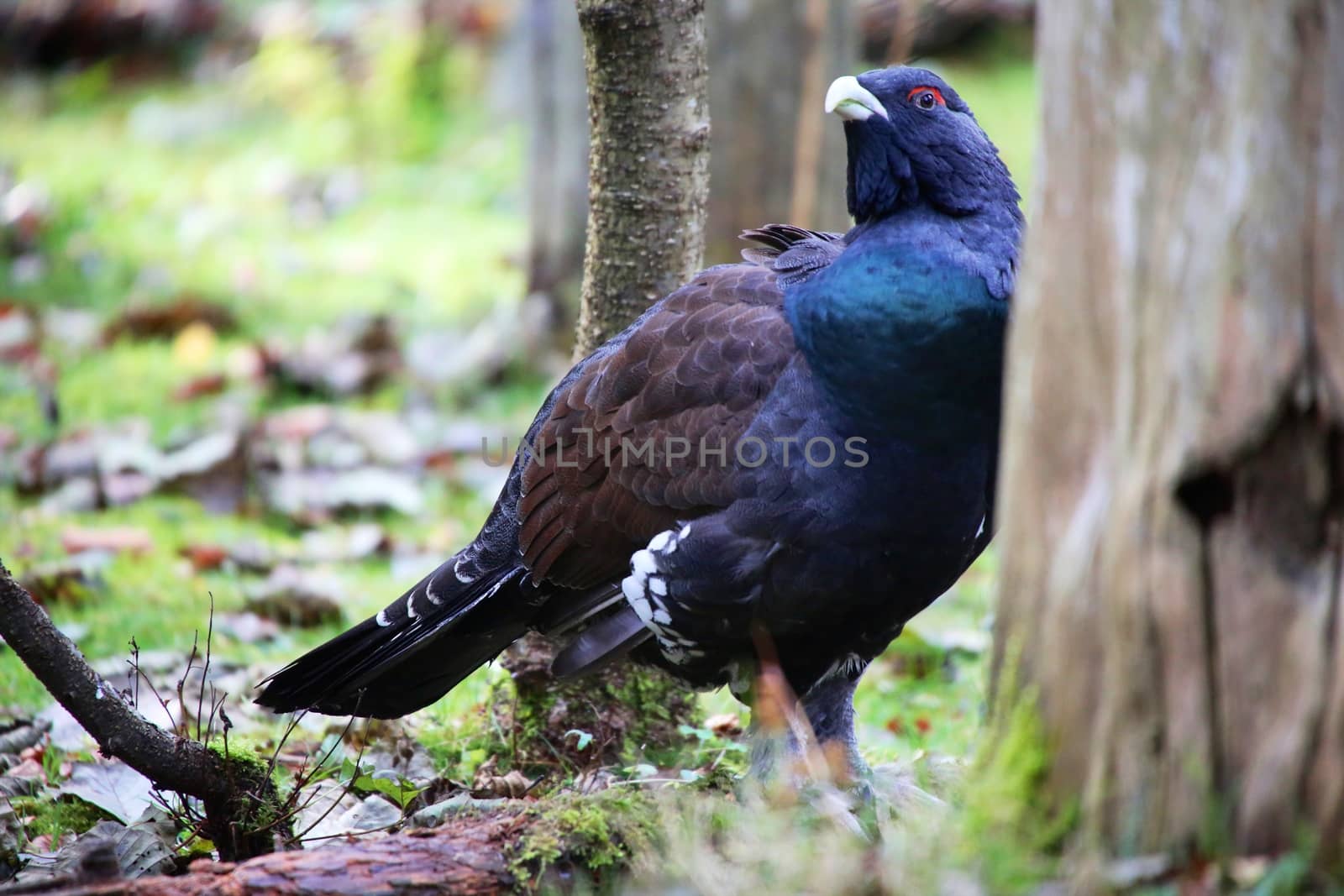 black grouse at the bavarian forest national park