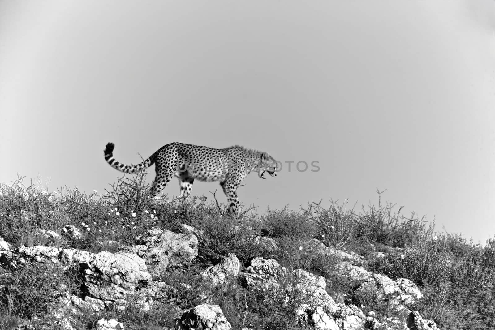 cheetah at kgalagadi transfrontier park south africa