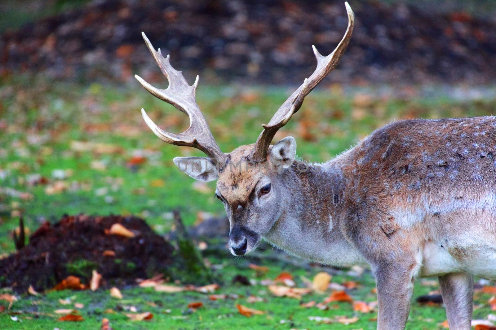 deer at the bavarian forest national park germany