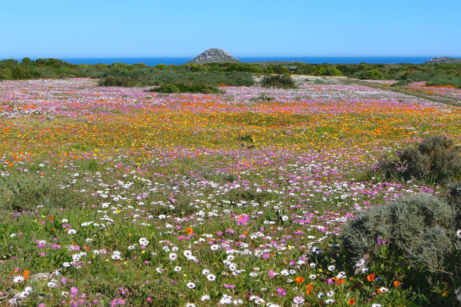 flowers at the west coast national park south africa